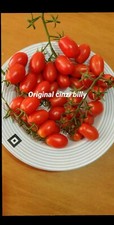 40 semi pomodoro datterino