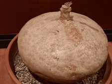 Raphionacme burkei 20 cm