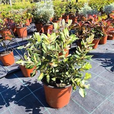 Pianta Metrosideros Excelsa