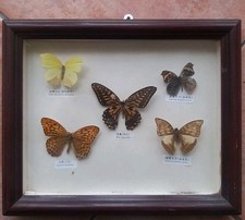 Farfalle da collezione