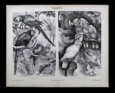 1875 Meyer stampa uccellino