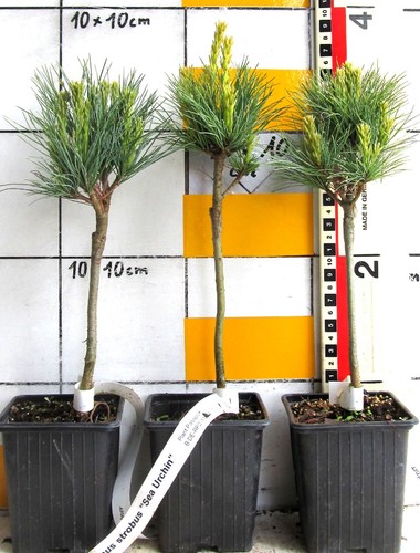 Pinus strobus riccio - pinus, "riccio