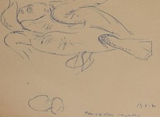 Ritratto di tartaruga