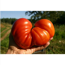CUORE DI POMODORO DI BUE GIGANTE, 50 semi + OMAGGIO