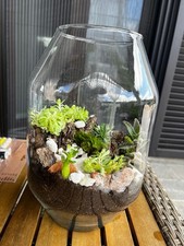 terrario piante Terrarium Con Fittonia Felce Edera