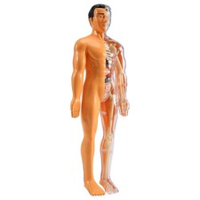 Modello 3D di Anatomia del