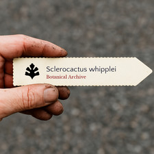 Sclerocactus whipplei SEEDS -