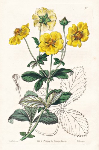 Potentilla insignis cina fiore - cina,