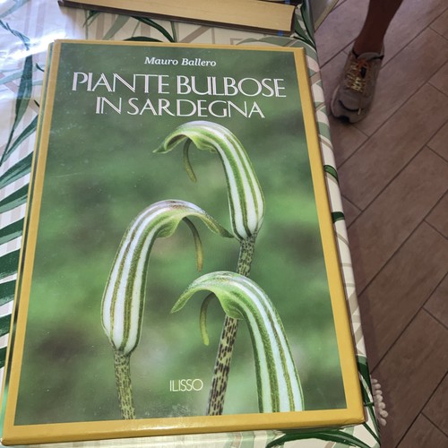 Piante bulbose sardegna - piante, in