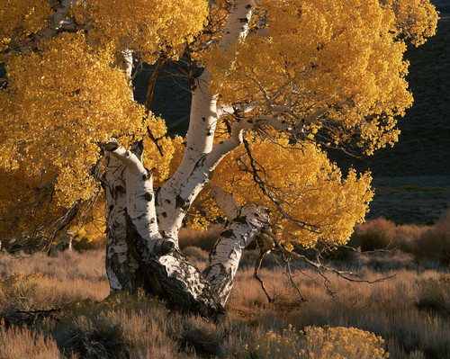 Antico aspen dorato con - antico,