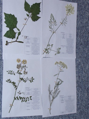 Herbarium pflanzensammlung 10 - herbarium,