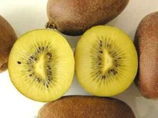 25 SEMI DELLA VARIETÀ GIALLO KIWI "ACTINIDIA CHINENSIS" + regalo