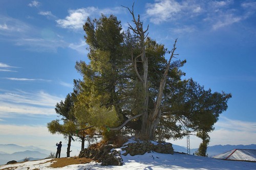 Pinus wallichiana pino - wallichiana,