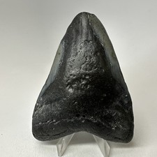Dente di squalo megalodonte