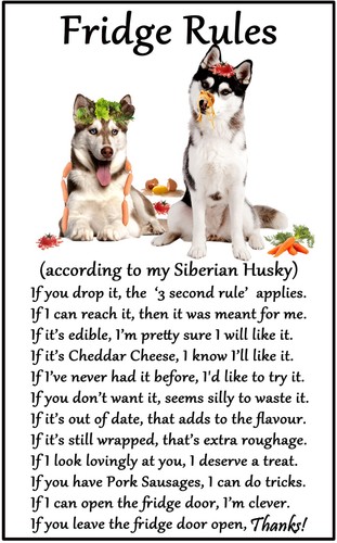 Regalo siberian husky - husky, regole