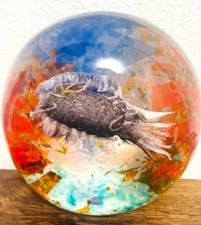 Acquario Mondo Sommerso