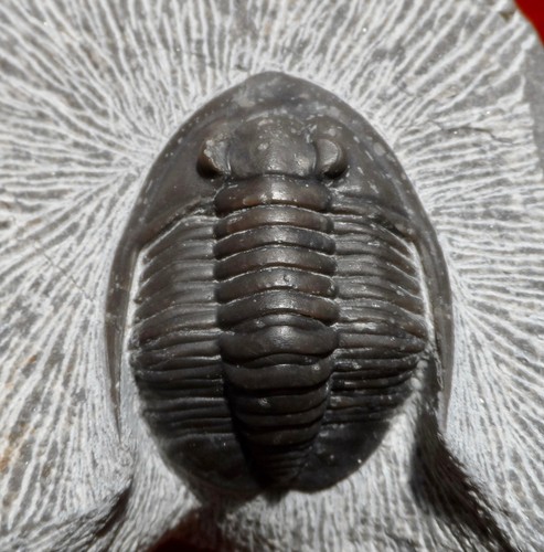 Trilobite dévonien maroc - maroc,