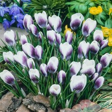 Bulbi di fiori cipolle piante