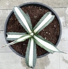 Agave americana MEDIOPICTA