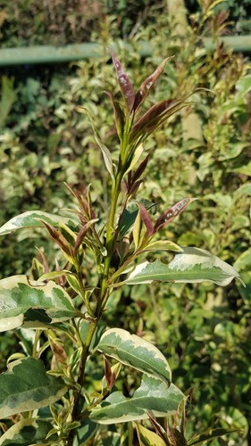 Ligustrum lucidum excelsum - ligustrum,