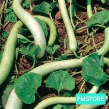 20 SEMI DI ZUCCA ZUCCHINA