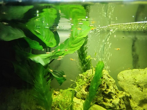 Pesci tropicale guppy - pesci,