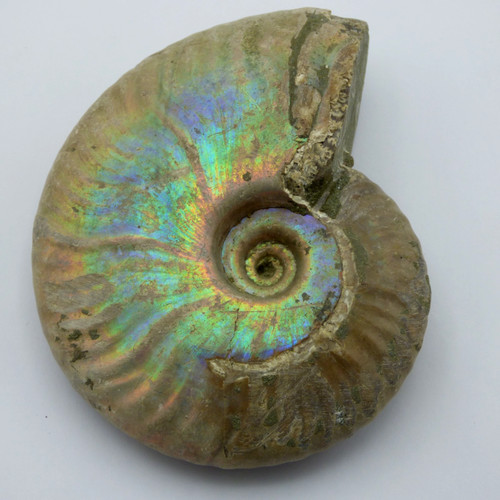 Fossil ammonite iridescent - fossil,