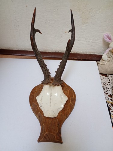 Trofeo caccia capriolo con - capriolo,