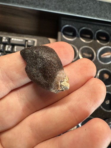Narindasaurus tooth - narindasaurus,