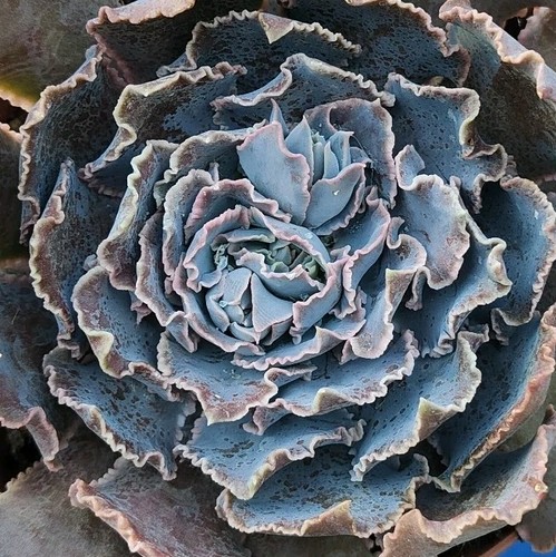 Echeveria purple dance pot - "purple,