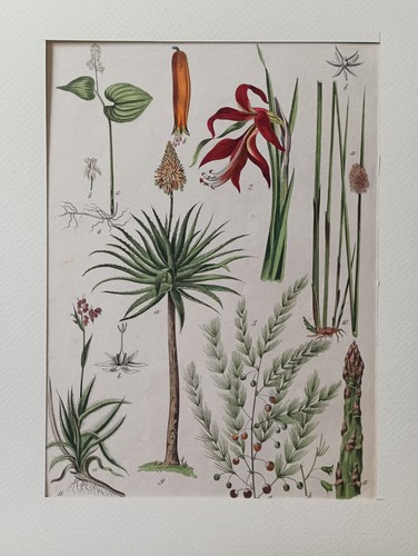 Stampa botanica antica - stampa, 1853