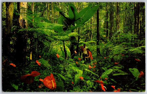 Cartolina epoca hawaii - cartolina,