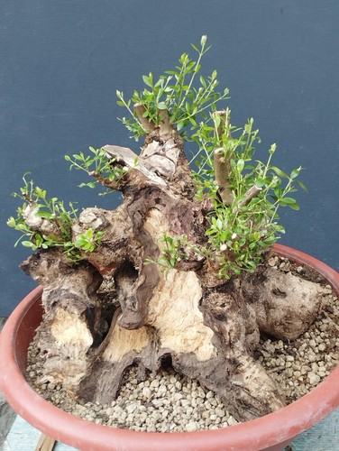 Bonsai olivastro 40x40cm - 40x40cm, in