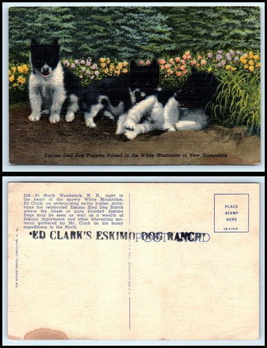 Cartolina epoca 3 cuccioli - -,