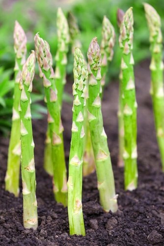 Millennium live asparagus bare - asparagus,