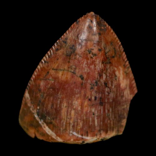 Dente fossile fitosauro - , 0,5"