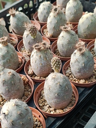 Tephrocactus geometricus pink - tephrocactus,