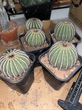 vaso 8,5 cm Uebelmannia cactus
