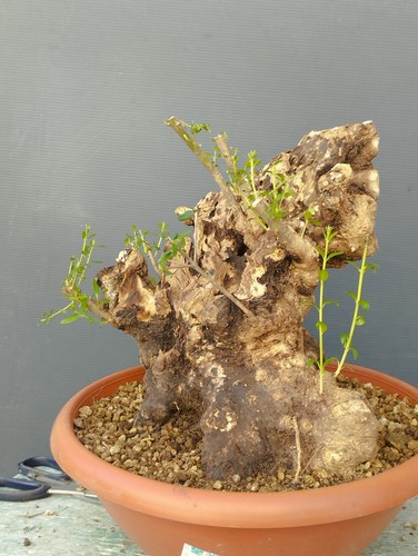 Bonsai olivastro 30x30cm - bonsai,