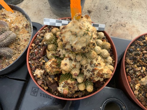 163 copiapoa laui - 163, wysiwyg