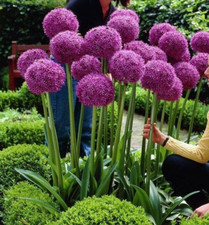 Fiore Di Cipolla Gigante Viola (Allium Giganteum) Semi Giardino Fiori