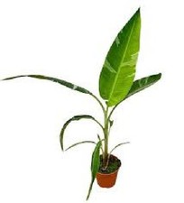 Musa florida variegata - musa, variegata,