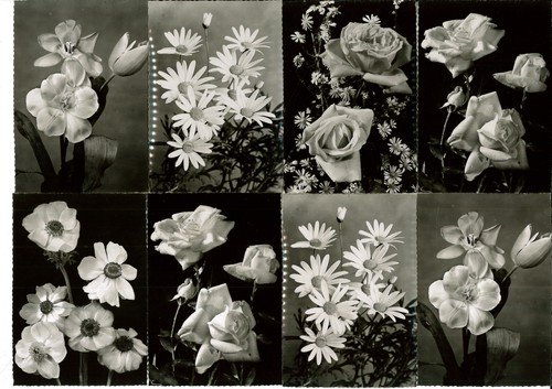 Cartoline fiori - pz.fiori, (32)