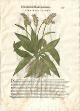 Stampa antica MATTIOLI MATTHIOLI erbario PIANTAGINE botanica 1604 Antique print