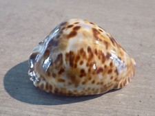 Coquillage : NEW CYPRAEA ZOILA