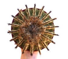 Uebelmannia pectinifera hu106 - uebelmannia,