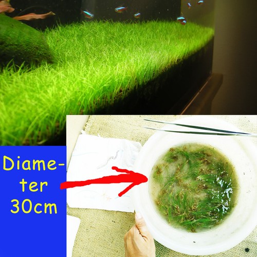 Eleocharis parvula piante - eleocharis,
