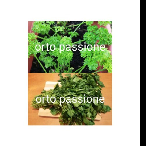 800 semi varietà - ,