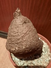 Cyphostemma elephantopus