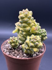 Monadenium ritchiei f